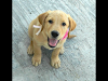 Cachorros De Labrador