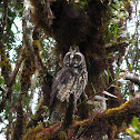 Stygian owl
