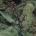Ornate Ghost Pipefish