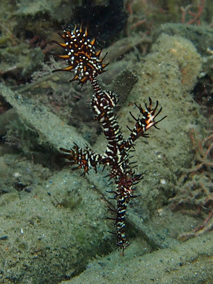 Spotting Image 1