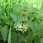Lamium Album
