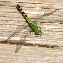 Eastern Pondhawk