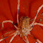 Opilionida?