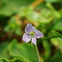 Gypsyweed