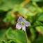 Gypsyweed