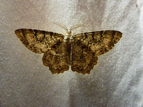Spotting Image 1