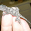 Southern Tree Agama