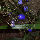 Dianella berries