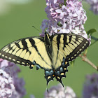 butterflies
