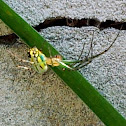 Orchard Orbweaver