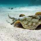 Yellow Stingray