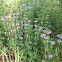 Bee Balm