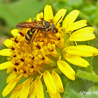 Sweat bee