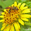 Sweat bee