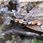 Hammerhead Worm