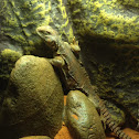 Uromastyx