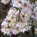 Lindley's Aster