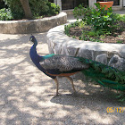 Indian Peafowl