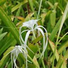Spider Lily