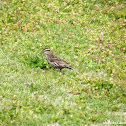 Red-Winged Blackbird (female)