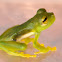 Glass Frog