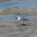 Semi-palmated Sandpiper