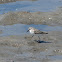 Semi-palmated Sandpiper