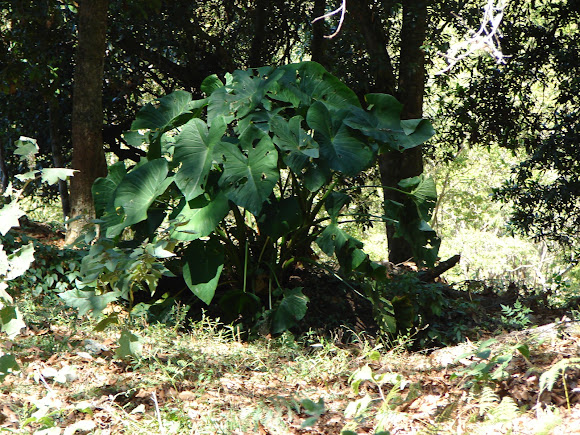 Spotting Image 1