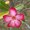 Impala flower