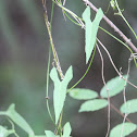 Unknown Vine