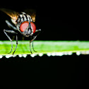 Fly