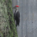 Pileated woodpecker
