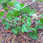 Clover