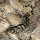 Reptiles and Amphibians of Colorado
