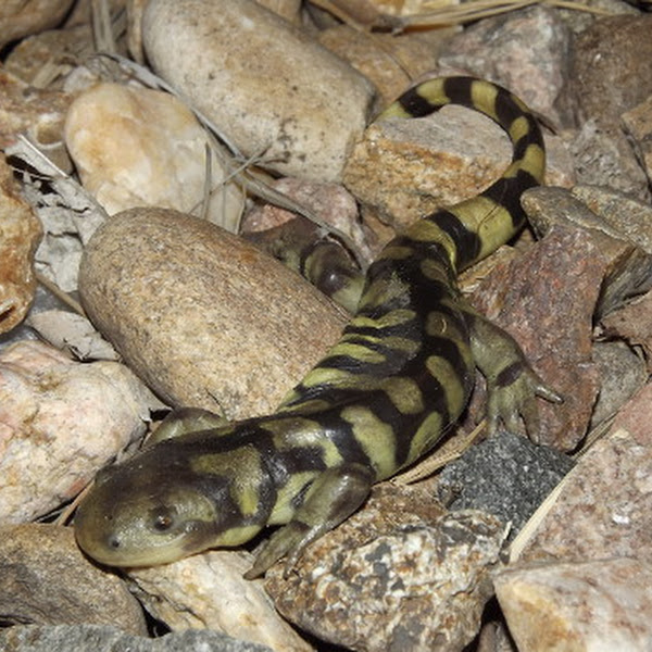 Reptiles and Amphibians of Colorado | Project Noah