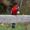 Crimson Rosella