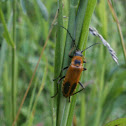 Goldenrod soldier beetle