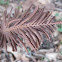 Ostrich Fern