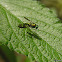 Long legged fly