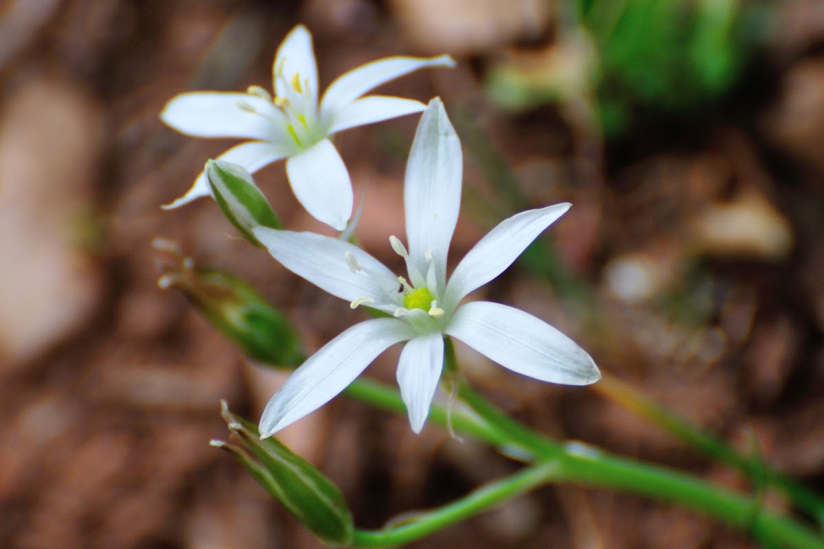 Star-of-Bethlehem, leche de pajaro