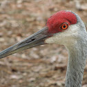 Sandhill Crane