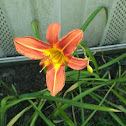 Tawny Day Lilly