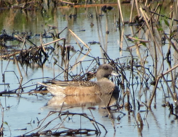 Spotting Image 1