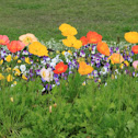 Poppies