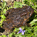 Eastern American Toad