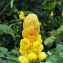 Candle bush