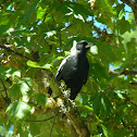 Australian Magpie