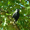 Australian Magpie