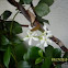 jasmine 