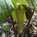 Jack-in-the-pulpit